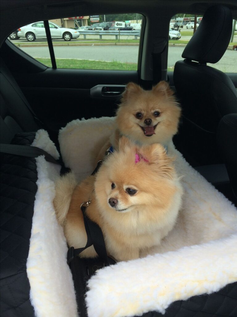 Traveling with Your Pomeranian: Essential Tips