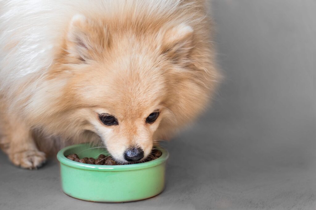 Choosing the Right Dog Food: Kibble vs. Wet Food vs. Raw Diet