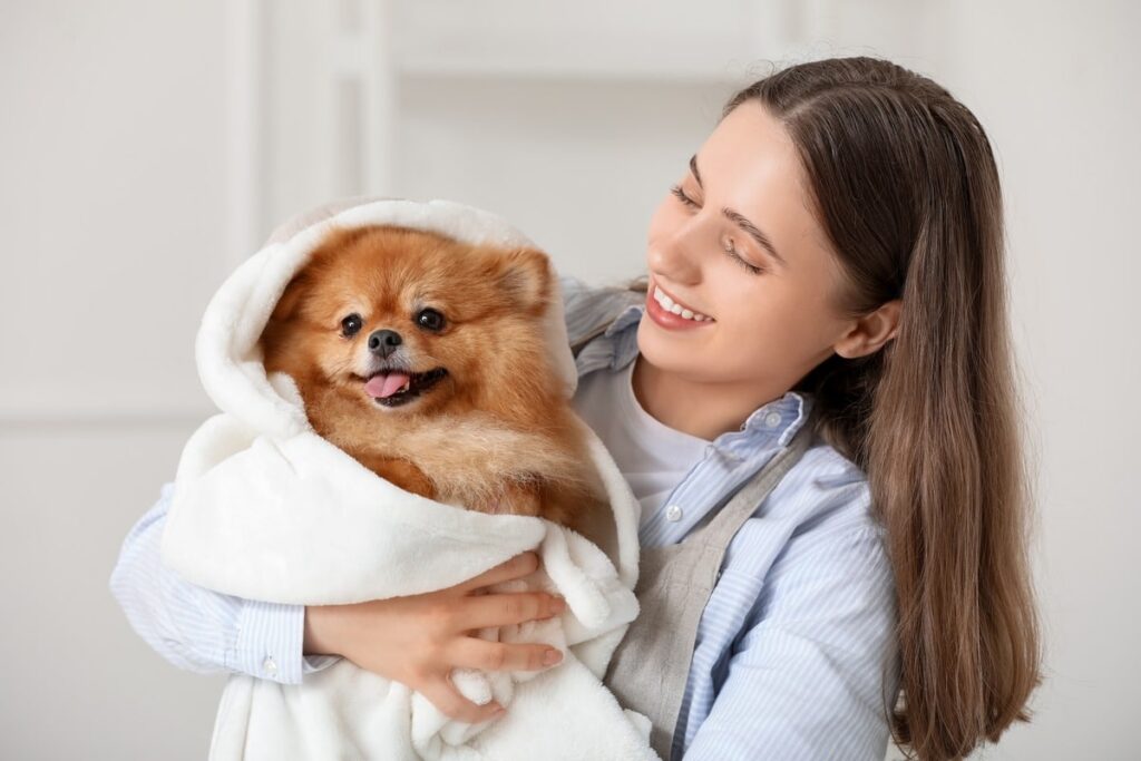 The Complete Guide to Bringing Your Pomeranian Puppy Home