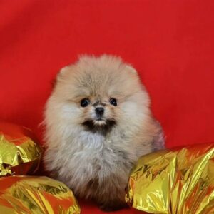 Pippin<BR> Age: 10 Weeks Old <BR>Sex: Male <BR>Registry: AKC Registered <BR>Price: $750