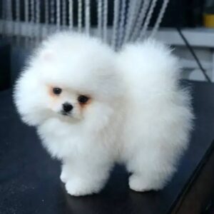 Bella <br> Age: 8 Weeks Old <br>Sex: Female <br>Registry: AKC Registered <br>Price: $750