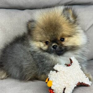 Oliver  <br>Age: 10 Weeks Old <br>Sex: Male <br>Registry: AKC Registered <br>Price: $695