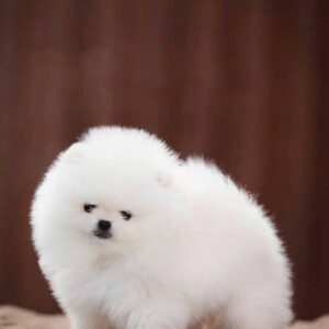 Name: Poppy <br>Age: 10 Weeks Old <br>Sex: Female<br> Registry: AKC Registered <br>Price: $725