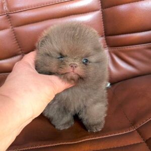 Name: Truffle <br>Age: 8 Weeks Old <br>Sex: Male<br> Registry: AKC Registered <br>Price: $680