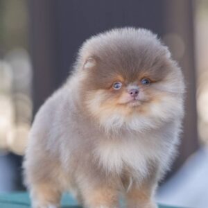 Name: Hazel <br>Age: 9 Weeks Old <br>Sex: Female <br>Registry: AKC Registered <br>Price: $750