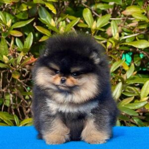 Name: Ember <br>Age: 8 Weeks Old <br>Sex: Male <br>Registry: AKC Registered <br>Price: $790