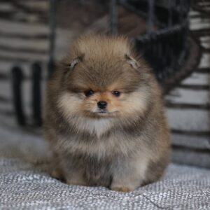 Name: Teddy<br> Age: 9 Weeks Old <br>Sex: Male<br> Registry: AKC Registered<br> Price: $770