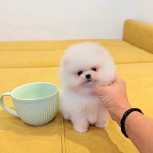 Name: Pearl <br>Age: 7 Weeks Old <br>Sex: Female <br>Registry: AKC Registered<br> Price: $800