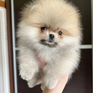 Name: Daisy<br> Age: 8 Weeks Old <br>Sex: Female <br>Registry: AKC Registered <br>Price: $780