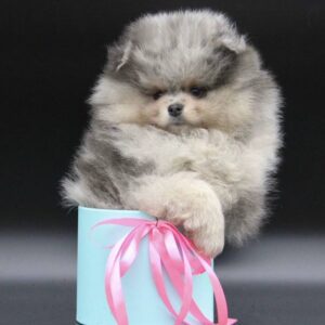 Biscuit  <br>Age: 9 Weeks Old <br>Sex: Female<br> Registry: AKC Registered<br> Price: $680