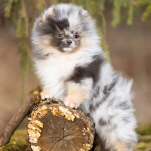 Hazel  <br>Age: 11 Weeks Old <br>Sex: Female <br>Registry: AKC Registered <br>Price: $650