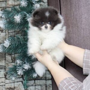 Oreo  <br>Age: 9 Weeks Old<br> Sex: Male<br> Registry: AKC Registered <br>Price: $690