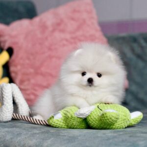 Ivory  <br>Age: 8 Weeks Old<br> Sex: Female <br>Registry: AKC Registered <br>Price: $740