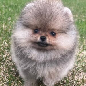 Teddy  <br>Age: 10 Weeks Old <br>Sex: Male<br> Registry: AKC Registered <br>Price: $700