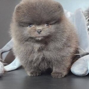 Bruno  <br>Age: 9 Weeks Old <br>Sex: Male<br> Registry: AKC Registered <br>Price: $710