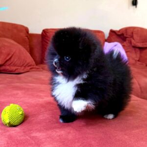 Luna <br> Age: 8 Weeks Old <br>Sex: Female <br>Registry: AKC Registered <br>Price: $730